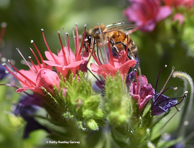 A honey bee peers through the blossoms of the tower of jewels, Echium wildpretii. (Photo by Kathy Keatley Garvey)