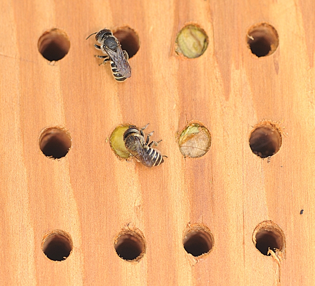 Two leafcutting bees (Megachile spp.) at their bee condo. (Photo by Kathy Keatley Garvey)
