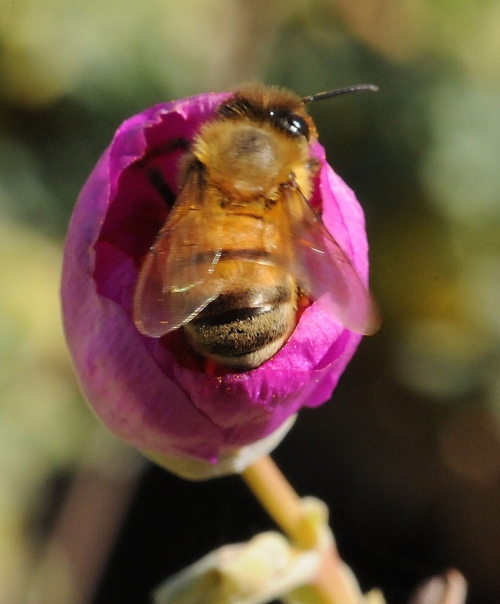 A honey bee can't wait for the Calandrinia grandiflora to open. (Photo by Kathy Keatley Garvey)