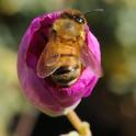 A honey bee can't wait for the Calandrinia grandiflora to open. (Photo by Kathy Keatley Garvey)