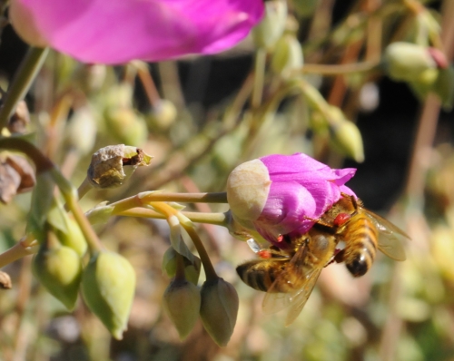 Two honey bees, packed with red pollen,  share the same flower. (Photo by Kathy Keatley Garvey)