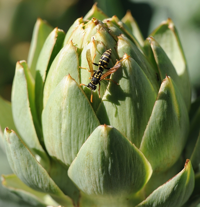 uropean paper wasp hunting for prey on an artichoke. (Photo by Kathy Keatley Garvey)