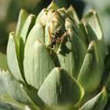 European paper wasp hunting for prey on an artichoke. (Photo by Kathy Keatley Garvey)