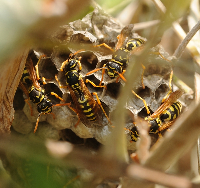 European paper wasps guarding a nest. (Photo by Kathy Keatley Garvey)
