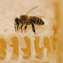 Honey bee on honey. (Photo by Kathy Keatley Garvey)