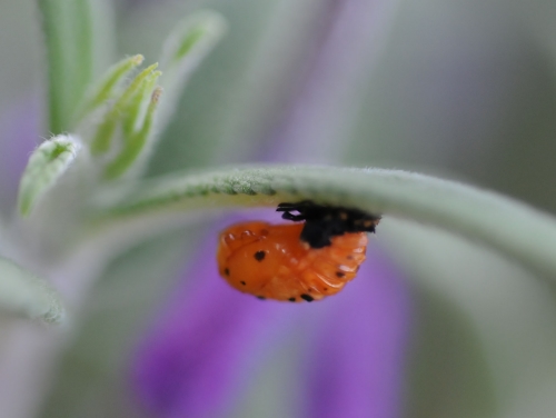 A ladybug pupa on Russian sage. (Photo by Kathy Keatley Garvey)