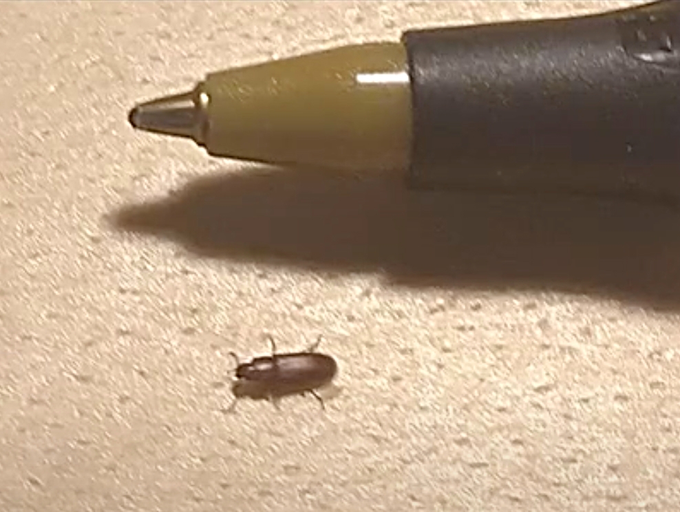 The Beetles A Growing Concern In Davis, What Are Tiny Brown Bugs In Kitchen