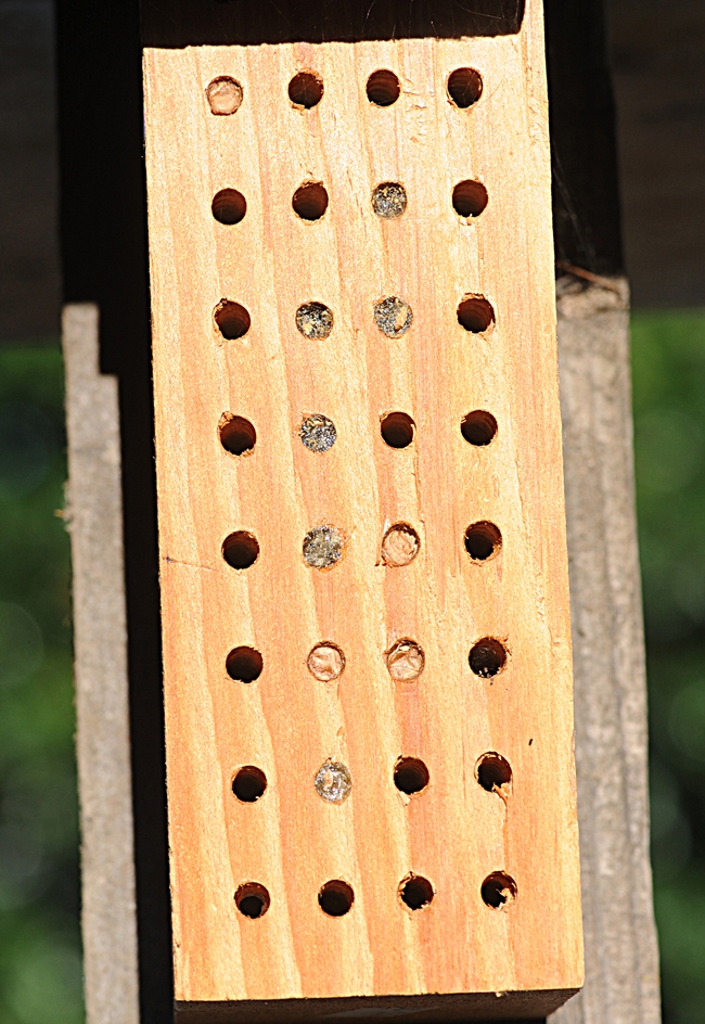 This bee condo for leafcutting bees has 10 tenants. It is about the size of a brick and has smaller holes than a bee block for blue orchard bees. (Photo by Kathy Keatley Garvey)
