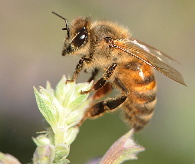 Honey bee atop catmint. (Photo by Kathy Keatley Garvey)