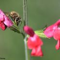 A honey bee foraging on Salvia 