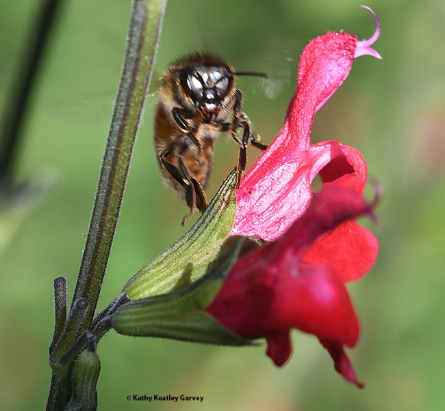 Flight time! The honey bee prepares to leave Salvia 
