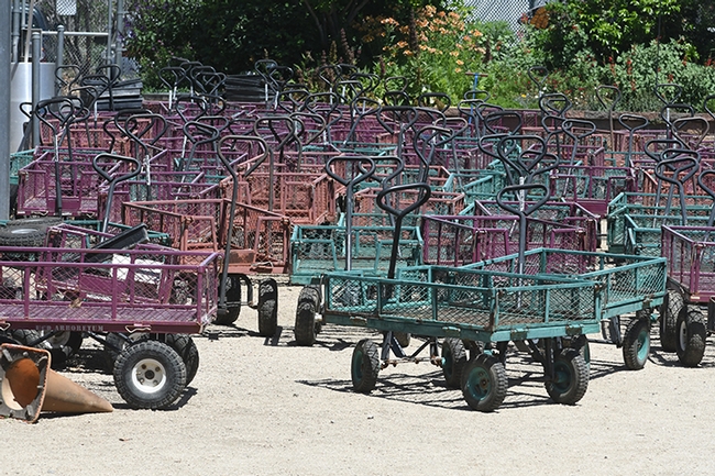 These carts will be in use with the UC Davis Arboretum's online plant sales take place May 20-24. Delivery is curbside.(Photo by Kathy Keatley Garvey)