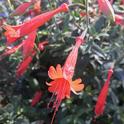This is the California fuchsia, Epilobium canum, from the UC Davis Arboretum and Public Garden. UC Davis community ecologist Rachel Vannette isolated a new species of bacteria from this plant. (Photo by Rachel Vannette)