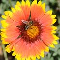 Honey bee on gallardia. (Photo by Kathy Keatley Garvey)