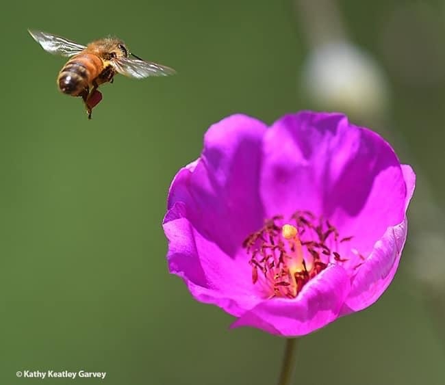 A honey bee exits a rock purslane, Calandrinia grandiflora. Today is World Bee Day. (Photo by Kathy Keatley Garvey)