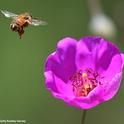 A honey bee exits a rock purslane, Calandrinia grandiflora. Today is World Bee Day. (Photo by Kathy Keatley Garvey)