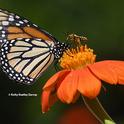 A territorial bee, a male Melissodes agilis, confronts  a monarch butterfly in a Vacaville, Calif. pollinator garden. The prize relinquished: a Mexican sunflower, Tithonia rotundifola. (Photo by Kathy Keatley Garvey)