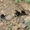 Bumble bees, Bombus vosnesenkii, head for their nest at the Loma Vista Farm, Vallejo. (Photo by Kathy Keatley Garvey)