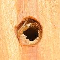 Hole in one--a hole signifying the emergence of a leafcutting bee (Megachile). (Photo by Kathy Keatley Garvey)