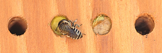Leafcutting bee provisioning her nest. (Photo by Kathy Keatley Garvey)