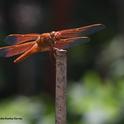 The male flameskimmer dragonfly (Libellula saturata) is firecracker red. (Photo by Kathy Keatley Garvey)