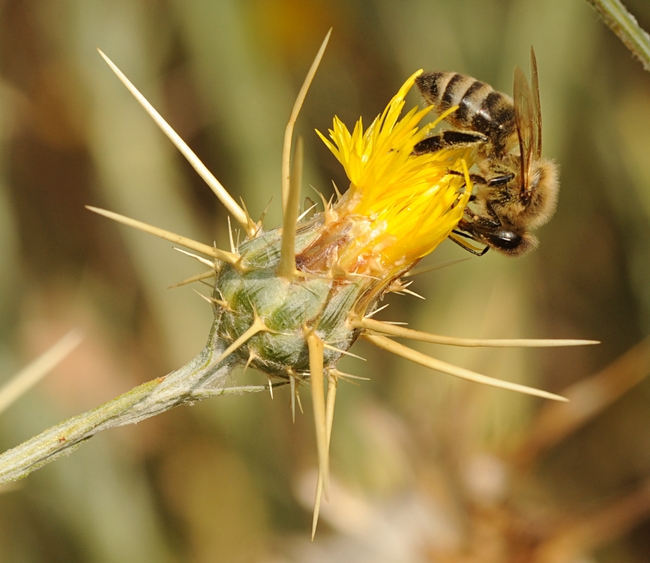 Honey bee on a yellow starthistle flower on Bee Biology Road at UC Davis. (Photo by Kathy Keatley Garvey)