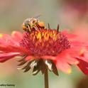 Peek-a-bee! A honey bee, blanketed with pollen, forages on a blanket flower, Gaillardia. (Photo by Kathy Keatley Garvey)