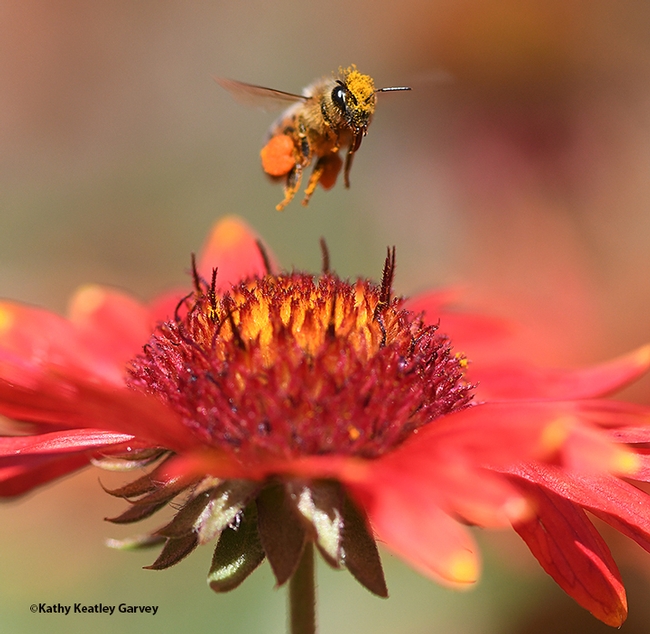 Up, up and away! A pollen-packing honey bee leaves the blanket flower, Gaillardia, taking the pollen with her. (Photo by Kathy Keatley Garvey)