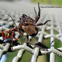 Female golden hunting wasp dragging a paralyzed spider   to its nest. (Photo by Tony Wills, courtesy of Wikipedia)