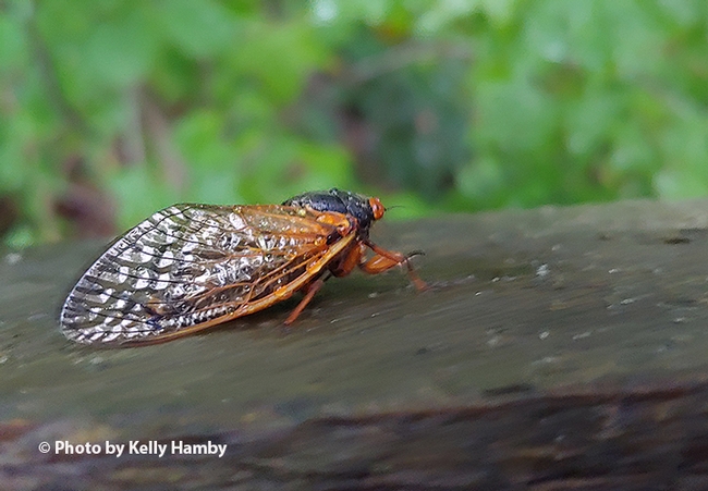 This close-up image of a Brood X cicada is from the Horsepen Branch Park,  Bowie, MD. (Photo by Kelly Hamby)