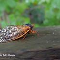 This close-up image of a Brood X cicada is from the Horsepen Branch Park,  Bowie, MD. (Photo by Kelly Hamby)