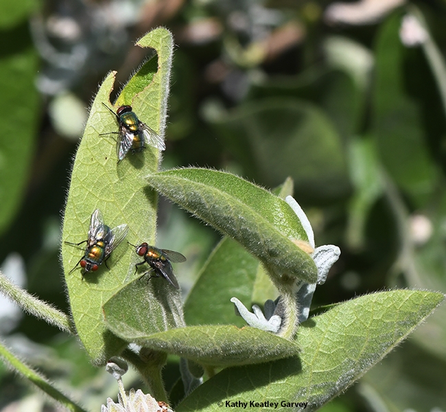It's Friday Fly Day, so how about three green bottle flies on a catmint leaf? Imsge taken in Vacaville. (Photo by Kathy Keatley Garvey)