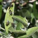 It's Friday Fly Day, so how about three green bottle flies on a catmint leaf? Imsge taken in Vacaville. (Photo by Kathy Keatley Garvey)