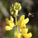 Packing red pollen from lupine, Lupinus arboreus, a yellow-faced bumble bee, Bombus vosnesenskii, heads toward more blossoms at Doran Regional Park, Bodega Bay. (Photo by Kathy Keatley Garvey)