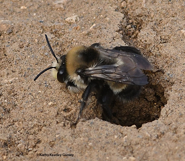 Close-up of a digger bee, Anthophora bomboides stanfordiana, on a sand cliff at Bodega Head, Sonoma County. (Photo by Kathy Keatley Garvey)