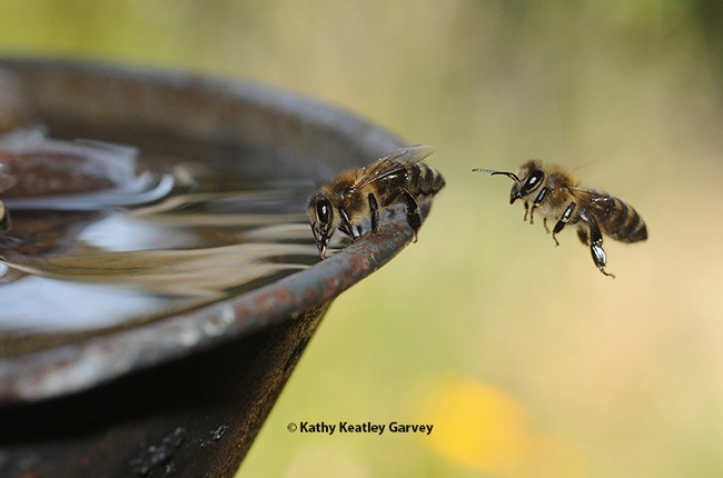Honey bees at a water fountain at the Harry H. Laidlaw Jr. Honey Bee Research Facility, UC Davis. (Photo by Kathy Keatley Garvey)