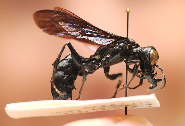 Close-up of a new wasp species discovered by UC Davis entomologist Lynn Kimsey. (Photo by Kathy Keatley Garvey)