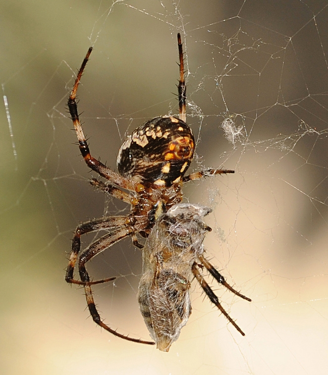 Spider dining on a honey bee. (Photo by Kathy Keatley Garvey)