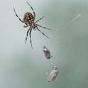 Mama spider snares two in one web. (Photo by Kathy Keatley Garvey)