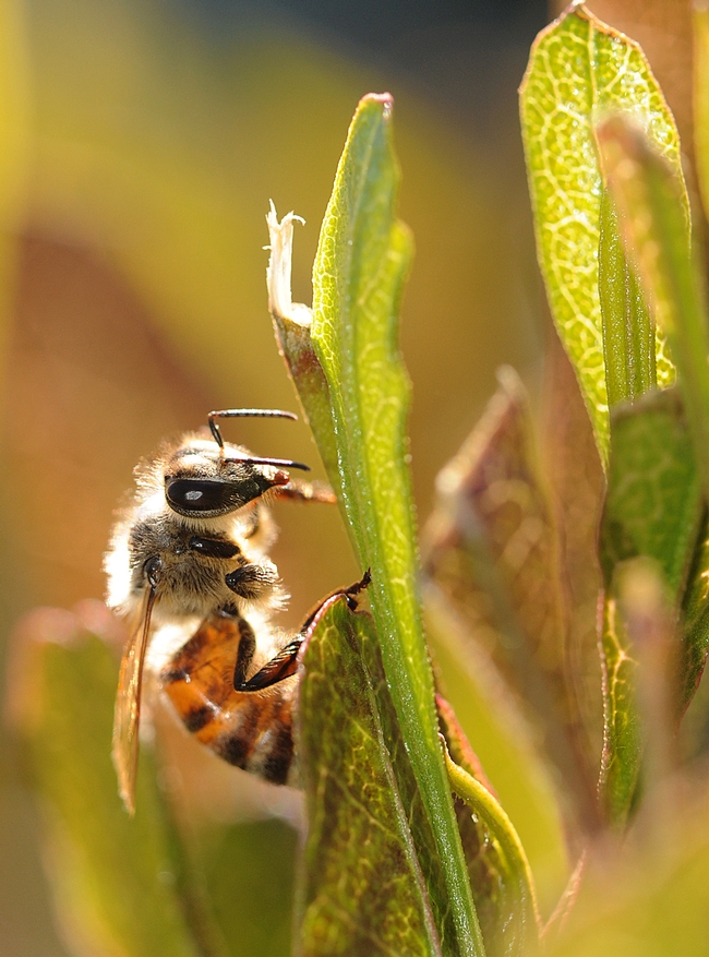 Honey bee in all its glory. (Photo by Kathy Keatley Garvey)