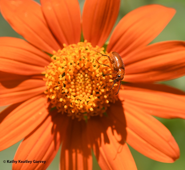 Side view of a blister beetle foraging on a Mexican sunflower (Tithonia rotundifola) in Vacaville. (Photo by Kathy Keatley Garvey)