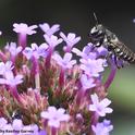 A leafcutter bee (family Megachilidae) foraging on Verbena in Vacaville, Calif. (Photo by Kathy Keatley Garvey)