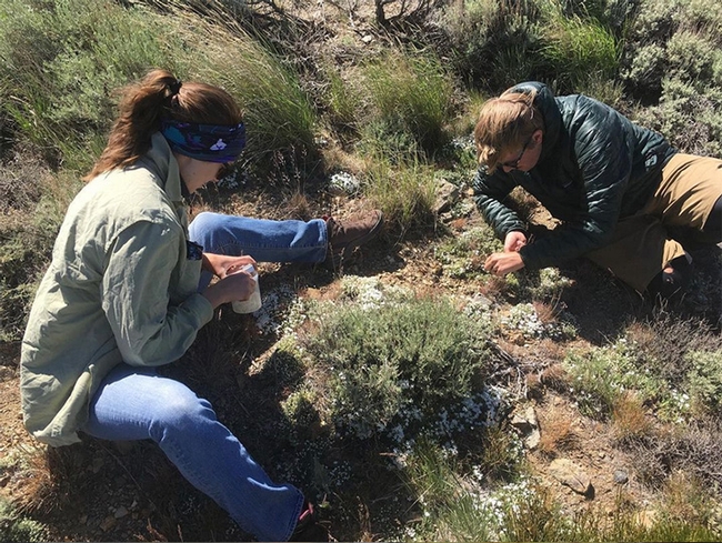 In this image, Jacob “Jake” Francis and Sage Kruleski, an undergraduate researcher from the University of Nevada, Reno, are sampling nectar and pollen rewards from phlox on Peavine Mountain, northwest of Reno.