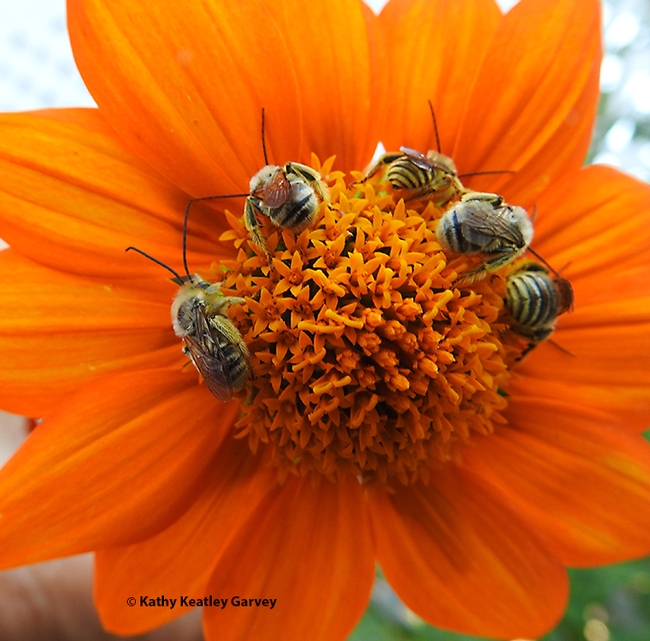Boys' Night Out--Five male longhorned bees, Melissodes agilis, sleeping on a Mexican sunflower, Tithonia rotundifola. (Photo by Kathy Keatley Garvey)