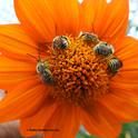 Boys' Night Out--Five male longhorned bees, Melissodes agilis, sleeping on a Mexican sunflower, Tithonia rotundifola. (Photo by Kathy Keatley Garvey)