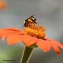 A female sunflower bee, Svastra obliqua expurgata, forages on a Mexican sunflower, Tithonia rotundifola, in Vacaville, Calif. (Photo by Kathy Keatley Garvey)