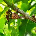 Honey bee licking a baby acorn. (Photo by Lynn Kimsey)