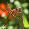 A male flameskimmer, Libellula saturata, perches on a bamboo stake in a Vacaville garden. In back is a Mexican sunflower, Tithonia rotundifola. (Photo by Kathy Keatley Garvey)