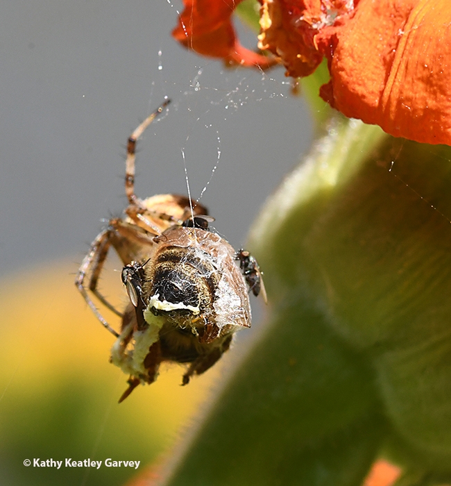 Tiny freeloader flies (family Milichiidae) grab their share. (Photo by Kathy Keatley Garvey)