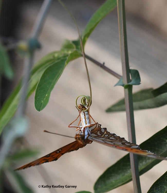 A Gulf Fritillary, Agraulis vanillae, depositing an egg on the tendrils of her host plant, Passiflora. (Photo by Kathy Keatley Garvey)